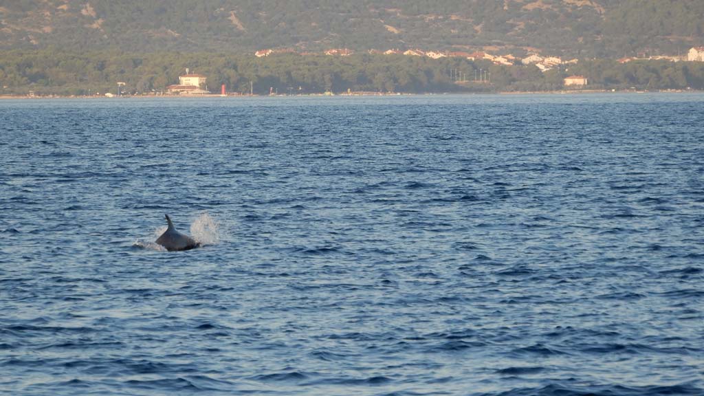 Delfin Kroatien