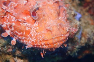 Drachenkopf Fisch