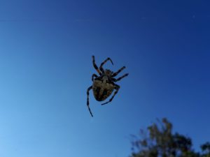 Das Foto zeigt eine schwarze Spinne mit einem weißen Kreuz auf dem Rücken.