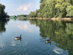 Der Rhein im Vordergrund schwimmen 2 Enten, man sieht das Flussufer mit deinen Bäumen und in der Ferne einen großen Frachter.