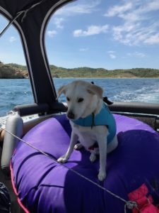 Auf dem Foto sieht man den Hund der Familie mit blauer Schwimmweste auf einem lila Reifen im Boot sitzen. Im Hintergrund sieht man das Ufer Kroatiens.
