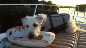 Das Bild zeigt den Bootshund der vorne auf der Sonnenliegefläche auf einem Kissen schläft, er trägt eine grau schwarze Schwimmweste mit Griff.